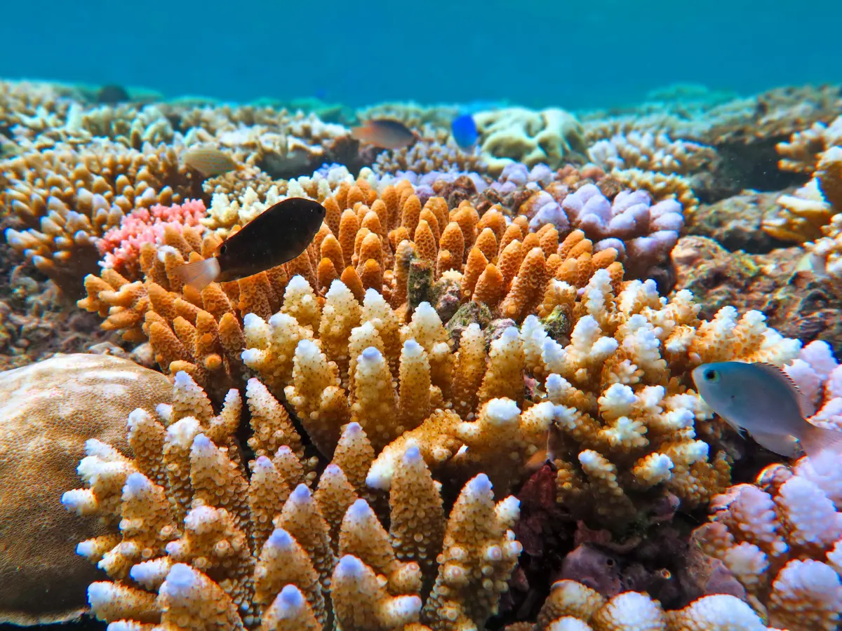 esperienze nella barriera corallina australiana