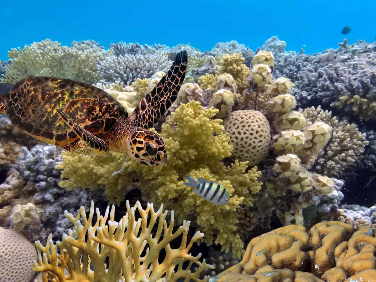 tartarughe e altri animali marini della barriera corallina australiana