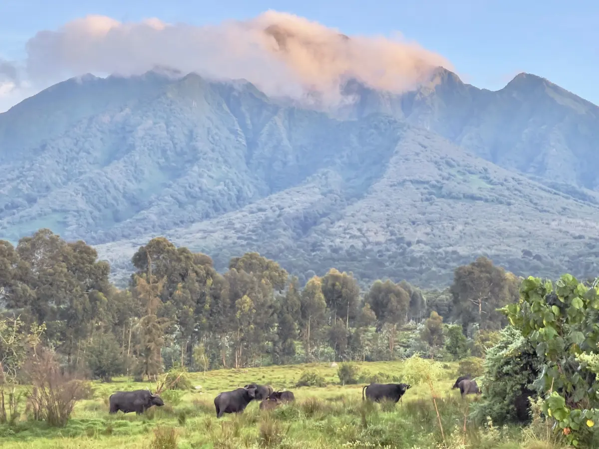 parchi nazionali e riserve naturali del rwanda