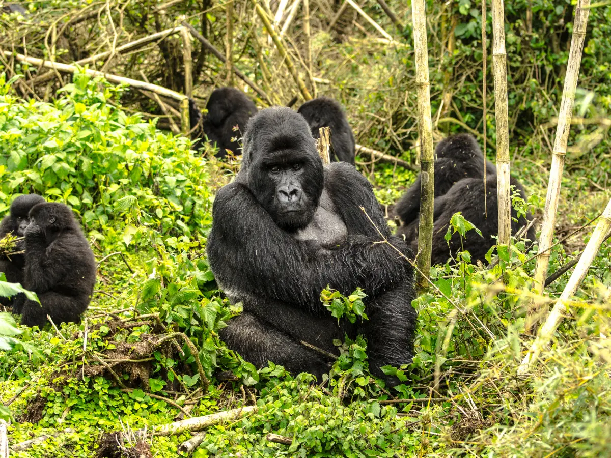 trekking gorilla di montagna rwanda