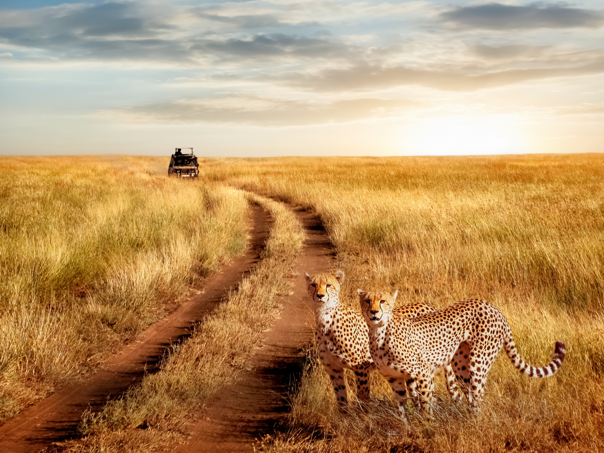 safari sudafrica riserve e parchi naturali
