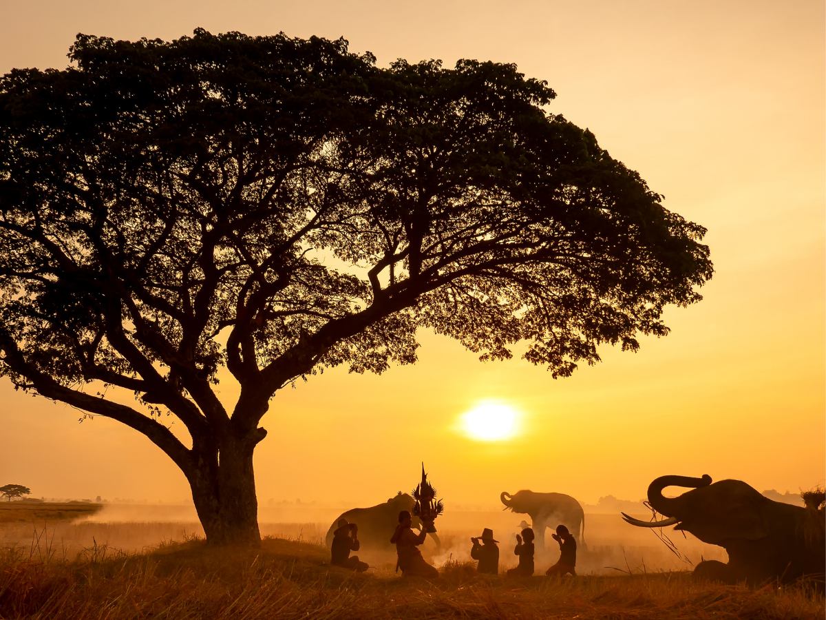 safari sudafrica