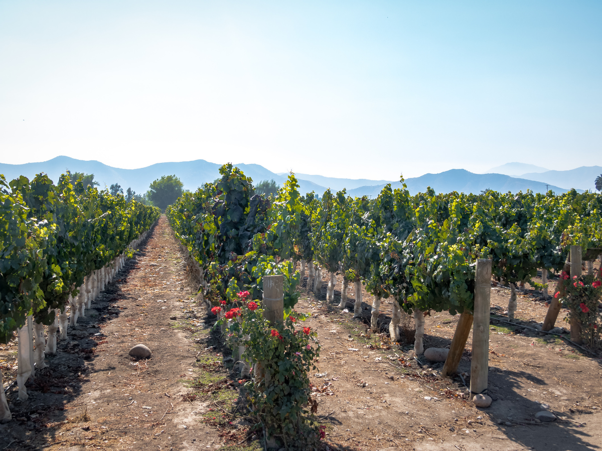 vigneti e degustazioni di vino raro a santiago del cile