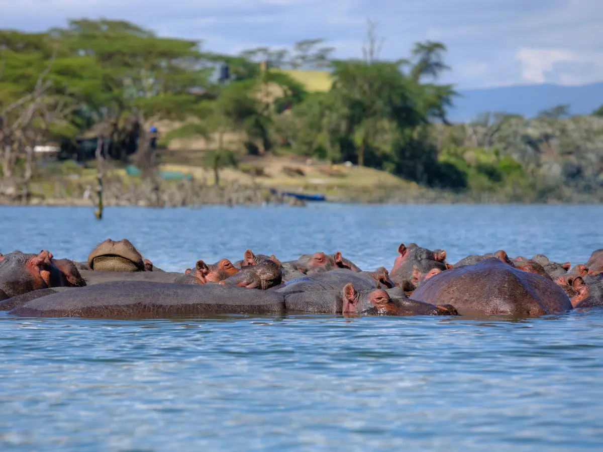 i migliori safari del kenya