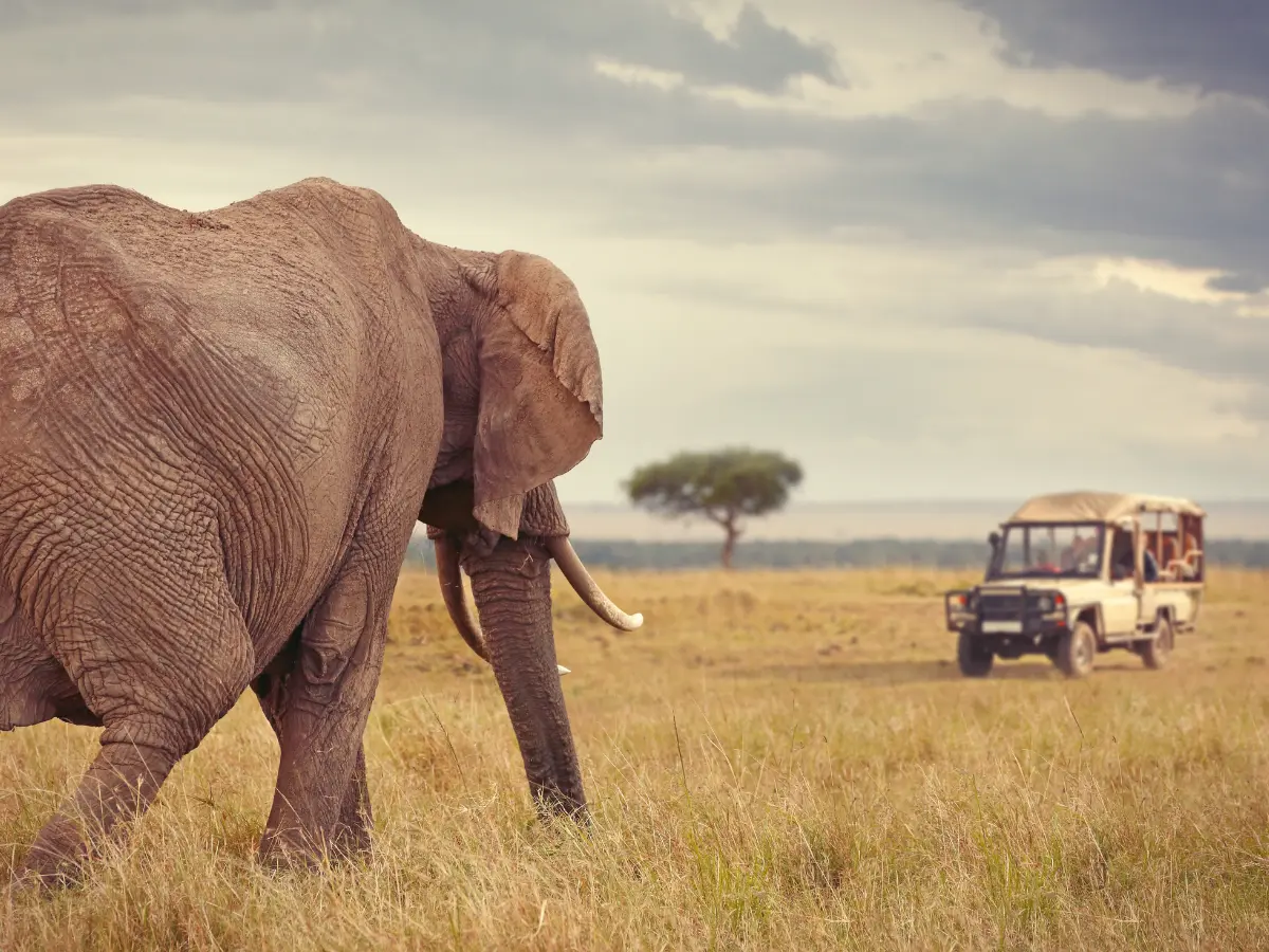 avvistamento di big five nei safari in kenya