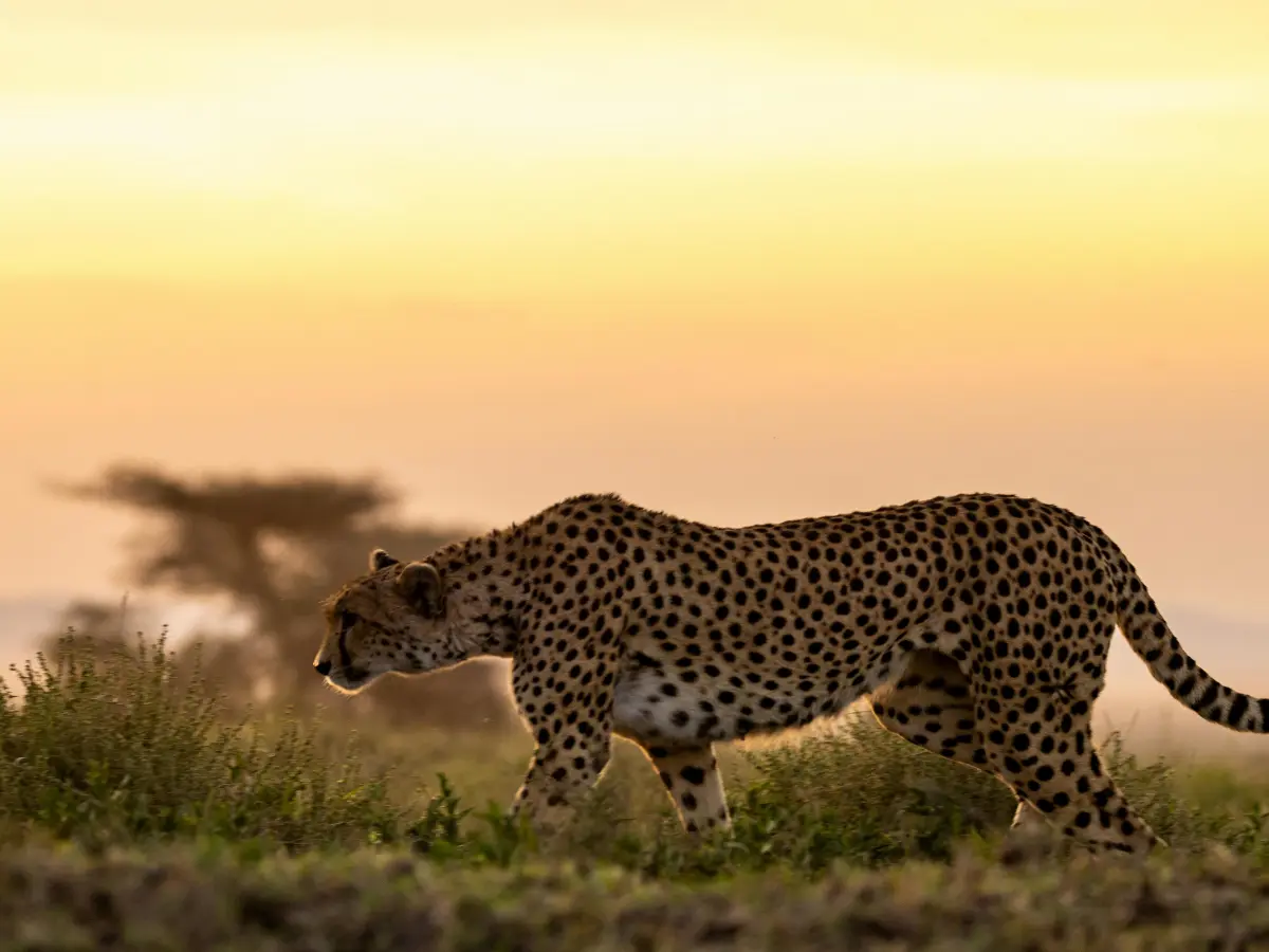 safari in kenya in lodge di lusso