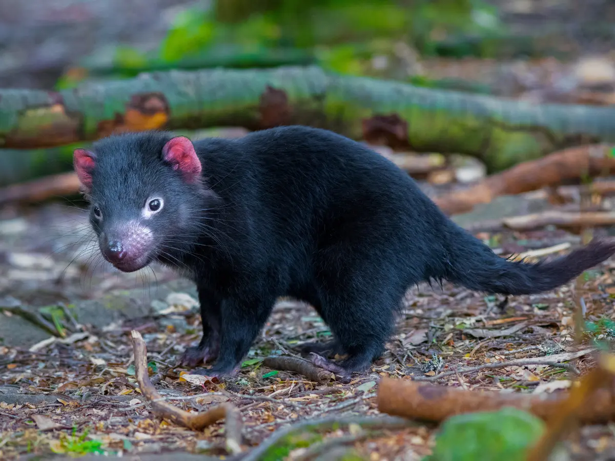 animali della tasmania australia