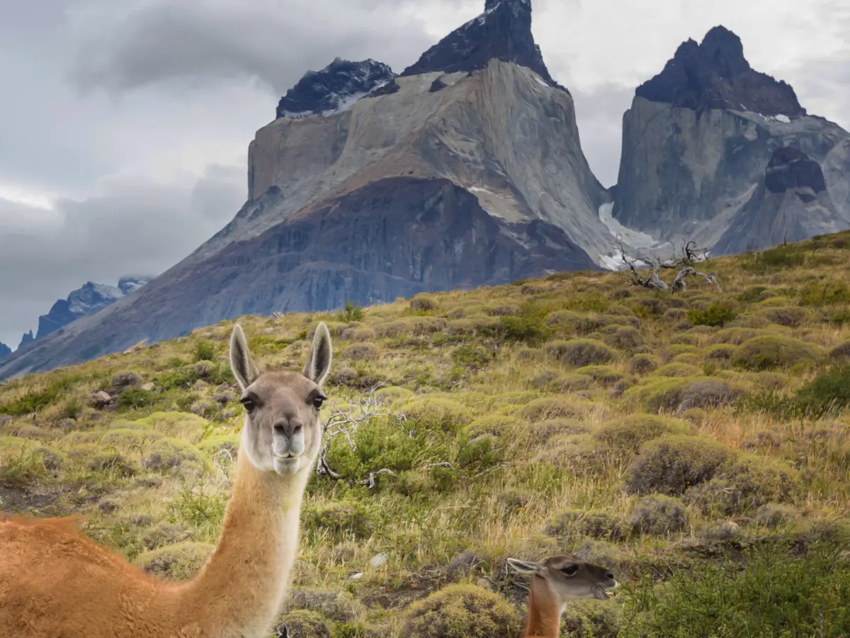 cosa vedere in patagonia argentina