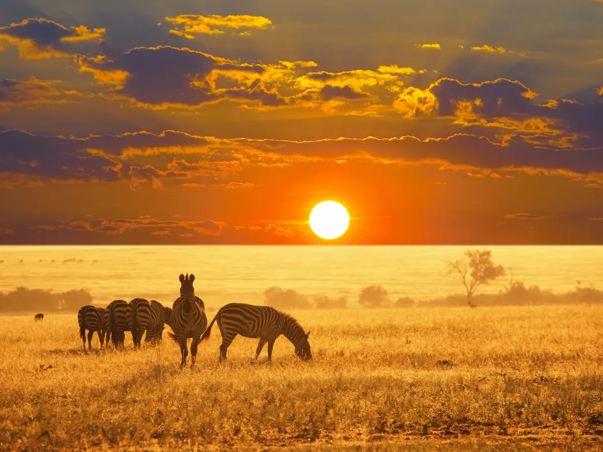 viaggio di lusso in namibia safari