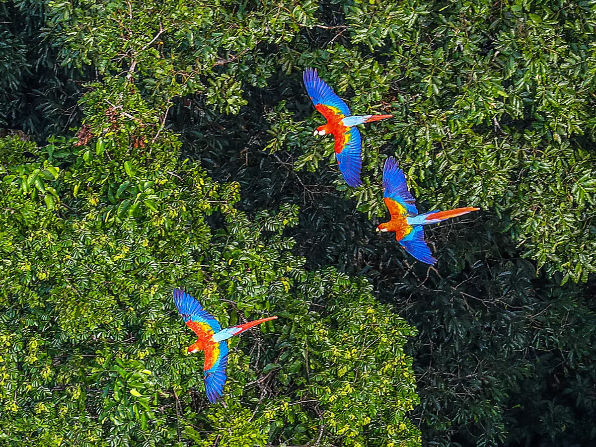 Brasile destinazione dell’anno 2026 e amazzonia