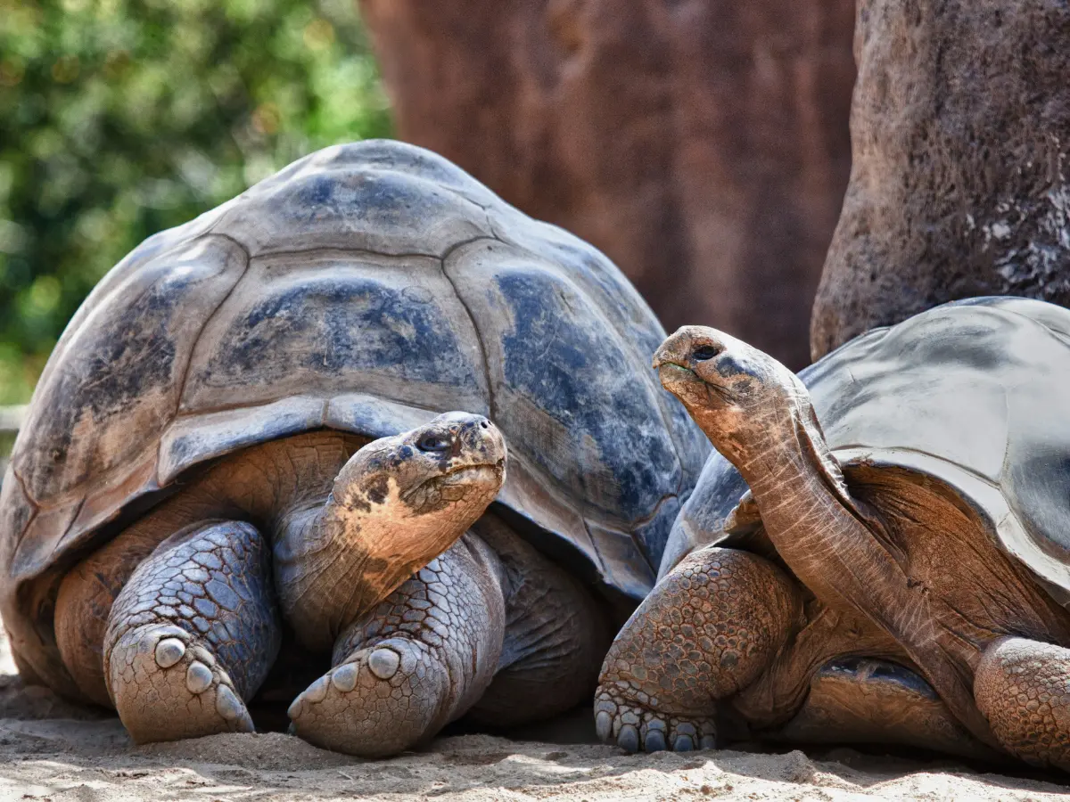 esperienze di lusso alle isole galapagos ed incontri con gli animali protetti
