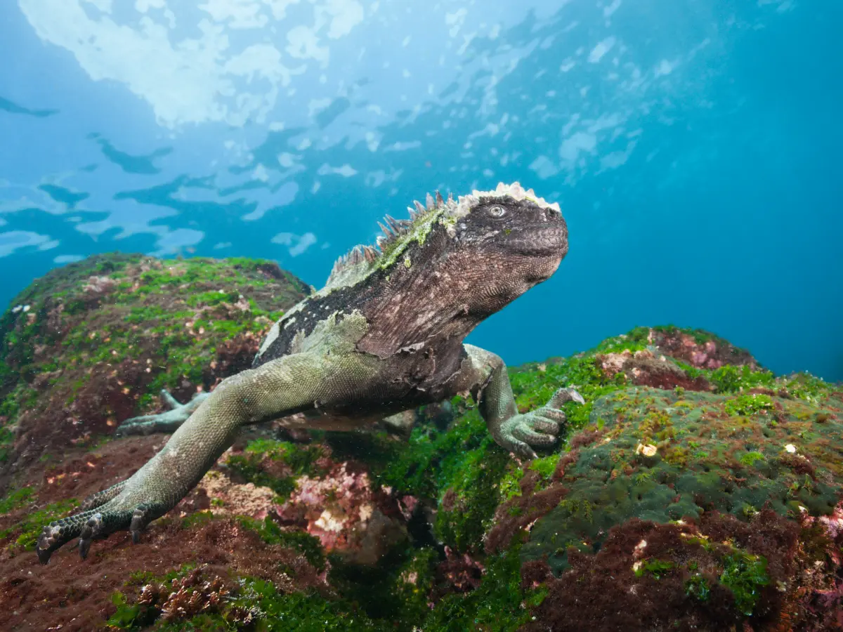 immersioni con iguane ed altri animali marini delle galapagos