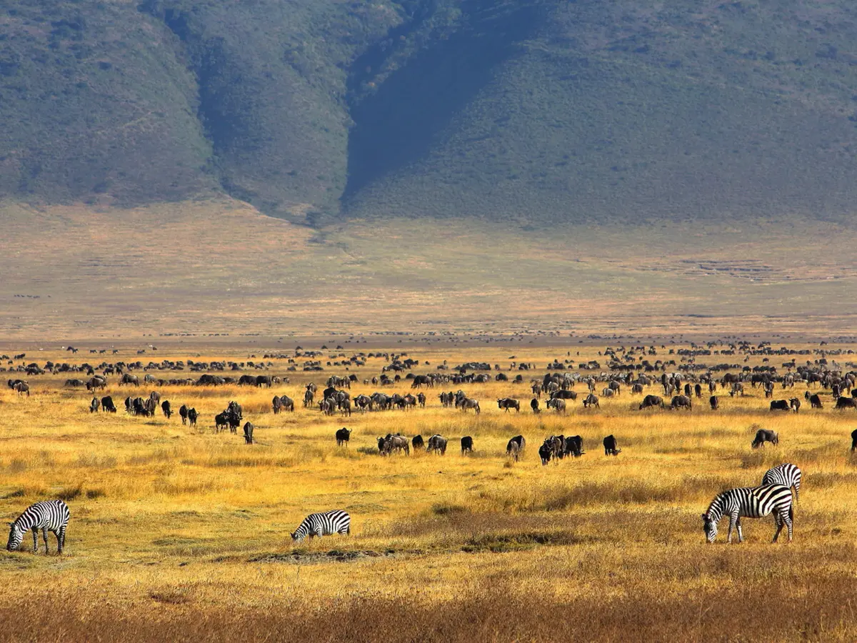 esperienze esclusive nella candera Ngorongoro in tanzania