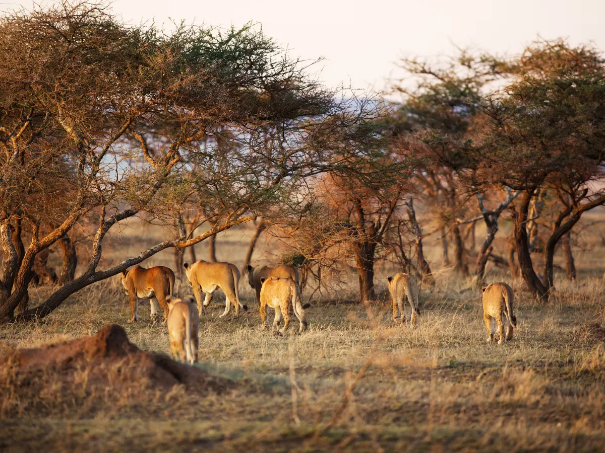 esperienze esclusive nel parco serengeti in tanzania