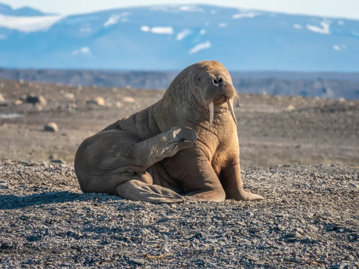 Svalbard viaggio di lusso