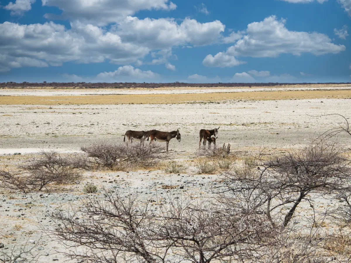 saline makgadikgadi per viaggio in botswana