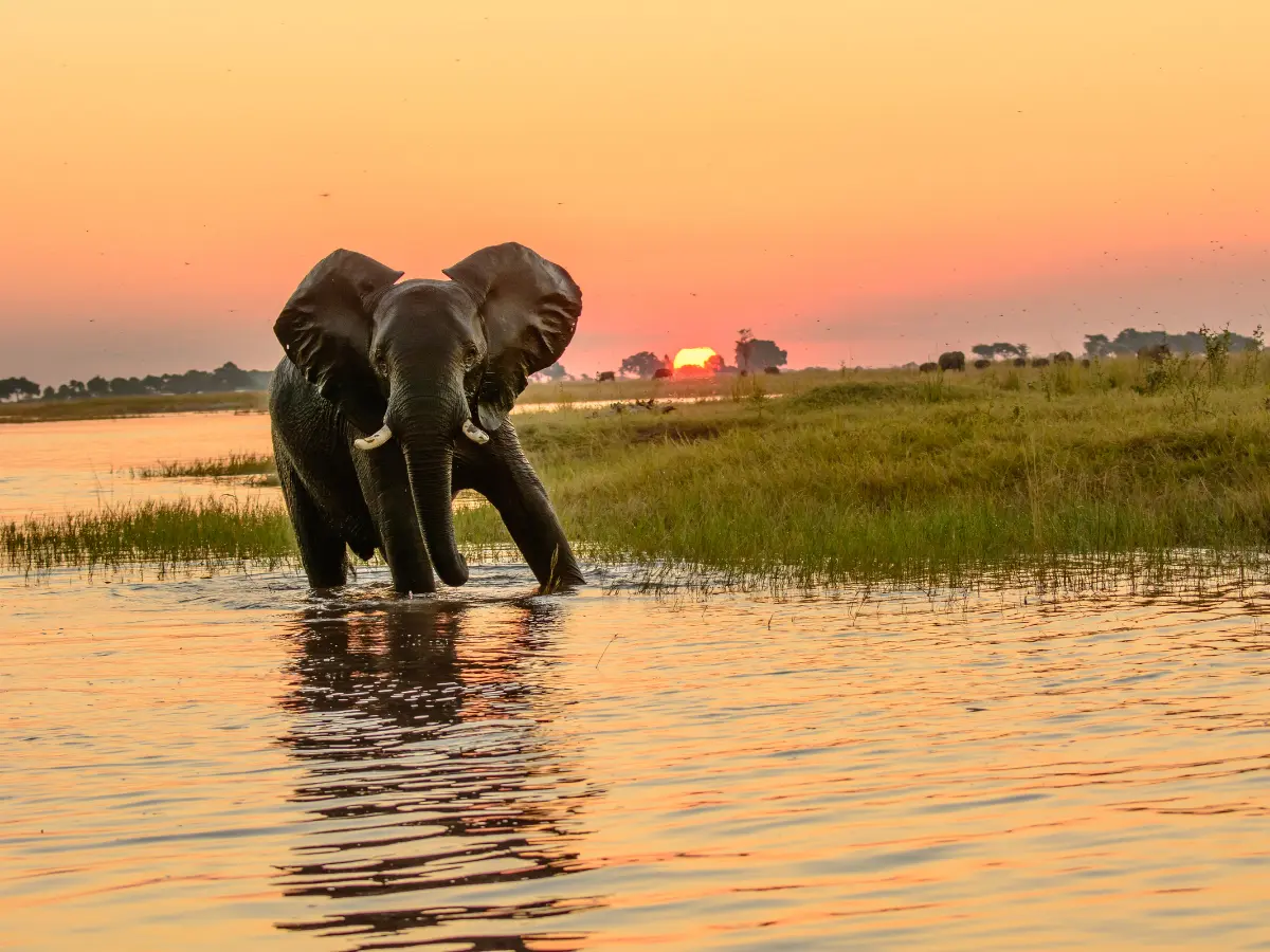 safari a cavallo per un viaggio in botswana