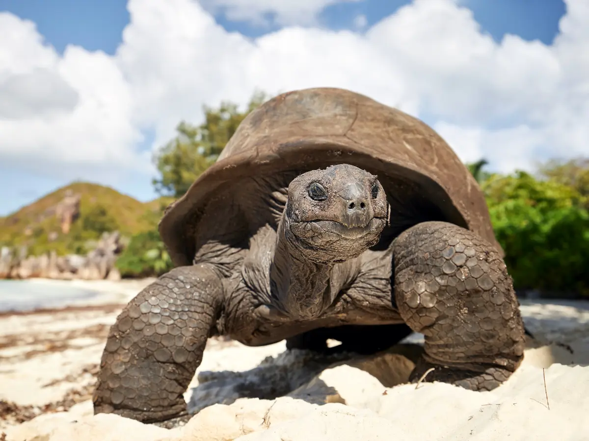Seychelles viaggi di lusso